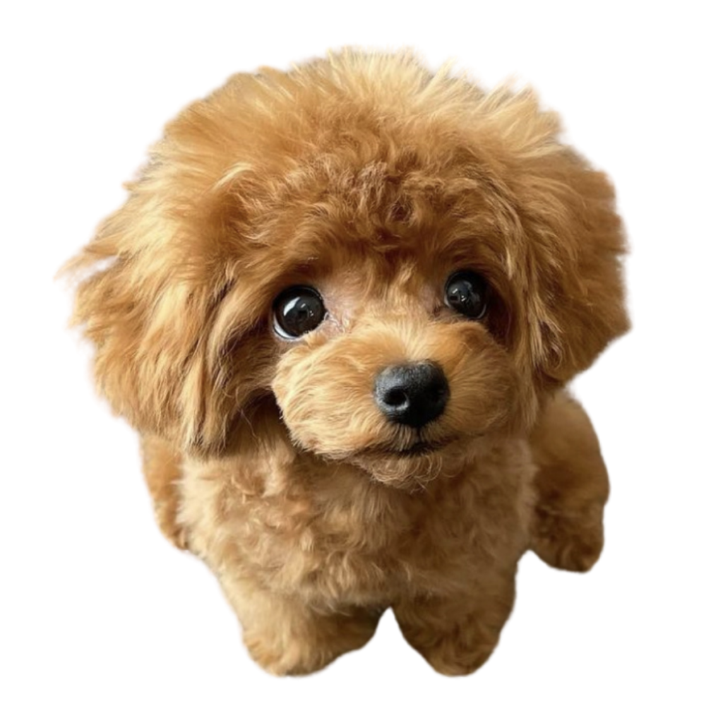 Royal Tiara Premium Poodle とびきり可愛いトイプードル専門ブリーダー 失敗しない仔犬選びならroyal Tiara におまかせください
