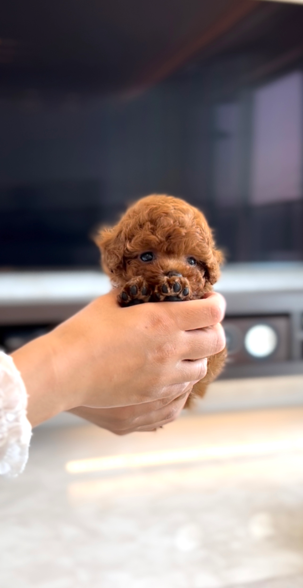 Cinnamon micro hotsell poodle female price