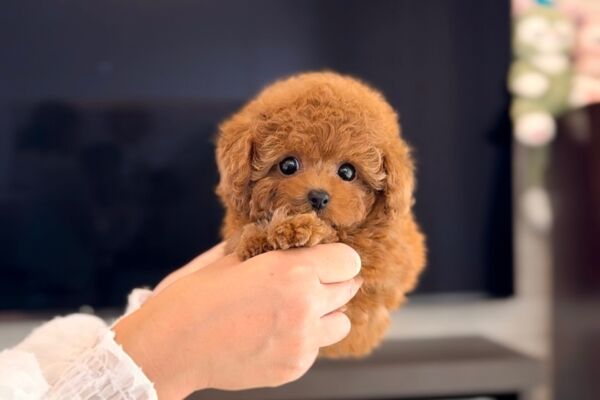 kinaです。トイプーちゃん ドギーマンハヤシ じゃれ猫 吸盤でにゃんトレ ジャンピング