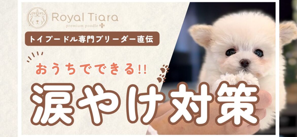 トイプードルの涙やけは治る？原因とおうちでできる７つの対策