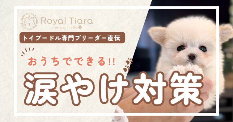 トイプードルの涙やけは治る？原因とおうちでできる７つの対策