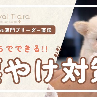 トイプードルの涙やけは治る？原因とおうちでできる７つの対策