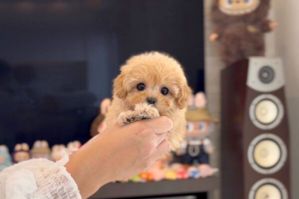 %e2%9c%a8%f0%9f%8c%b9royal-tiara%e3%81%a1%e3%82%83%e3%82%93%f0%9f%8c%b9%e2%9c%a8-10-21-1900%e6%9b%b4%e6%96%b0%e2%99%aa%e3%80%80%f0%9f%92%ab%f0%9f%91%91%e5%8d%83%e8%91%89%e7%9c%8c%e3%81%ab%e3%81%8a