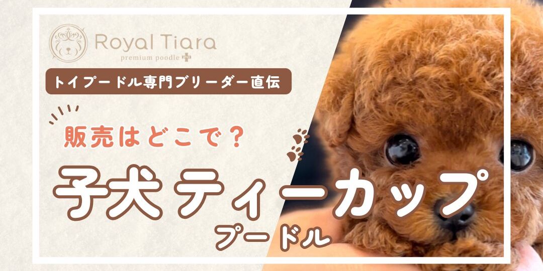 子犬のティーカッププードル販売はどこで？健康な子や販売元の見分け方