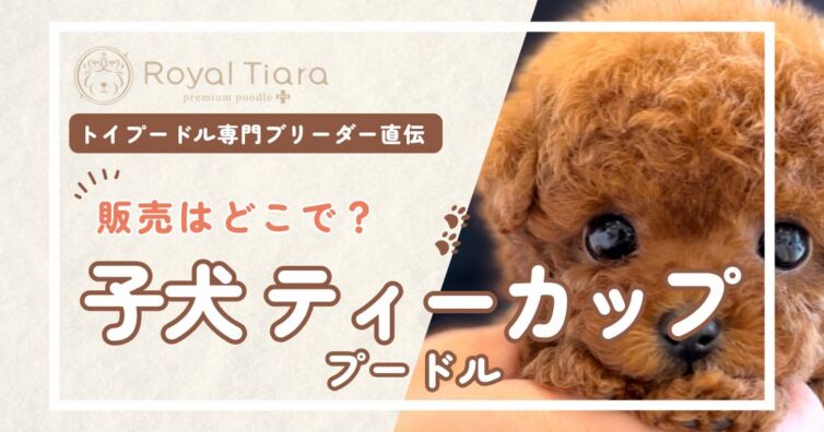 子犬のティーカッププードル販売はどこで？健康な子や販売元の見分け方
