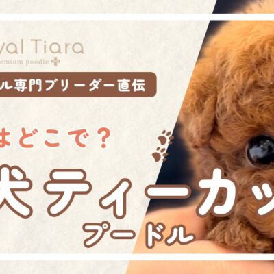 子犬のティーカッププードル販売はどこで？健康な子や販売元の見分け方