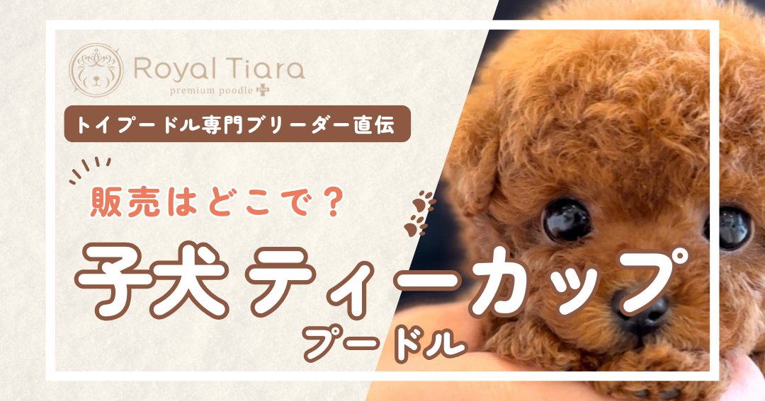 teacup-poodle-puppy-sale