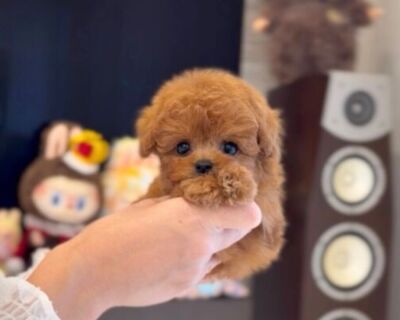 thumbnail_photo-output (1)