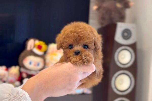 %e2%9c%a8%f0%9f%8c%b9%e3%83%a9%e3%83%97%e3%83%b3%e3%83%84%e3%82%a7%e3%83%ab%e3%81%a1%e3%82%83%e3%82%93%f0%9f%8c%b9%e2%9c%a8-10-29-1530%e6%9b%b4%e6%96%b0%e2%99%aa