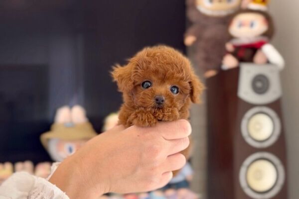 %e3%83%86%e3%82%a3%e3%83%b3%e3%82%ab%e3%83%bc%e3%83%99%e3%83%ab%e3%81%a1%e3%82%83%e3%82%93-10-31-1800%e6%9b%b4%e6%96%b0%e2%99%aa-%e3%83%8f%e3%83%ad