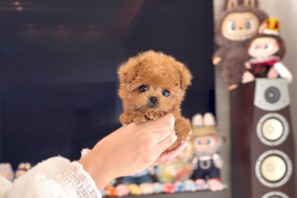 %e2%9c%a8%f0%9f%8c%b9%e3%82%a2%e3%83%8a%e3%81%a1%e3%82%83%e3%82%93%f0%9f%8c%b9%e2%9c%a8-11-7-1800%e6%9b%b4%e6%96%b0%e2%99%aa-%e3%81%af%e3%81%98%e3%82%81%e3%81%a6%e3%81%ae%e3%81%8a%e5%95%8f%e3%81%84