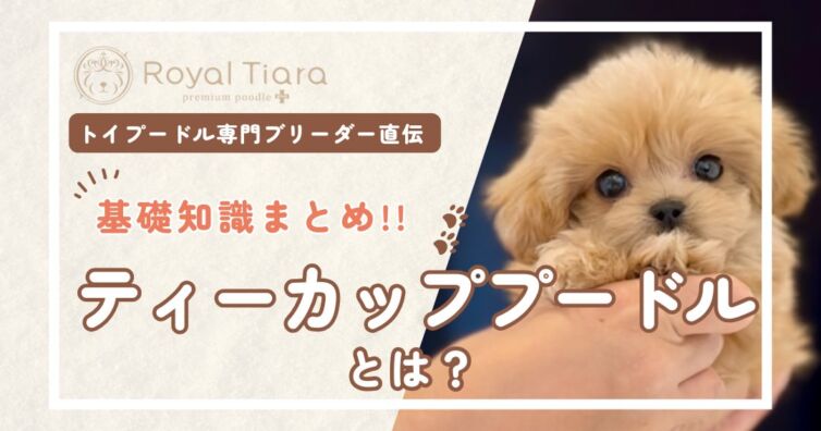 ティーカッププードルとは？大きさ・性格・飼い方の基礎知識まとめ