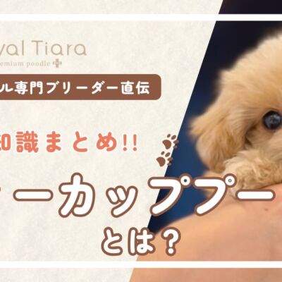 ティーカッププードルとは？大きさ・性格・飼い方の基礎知識まとめ