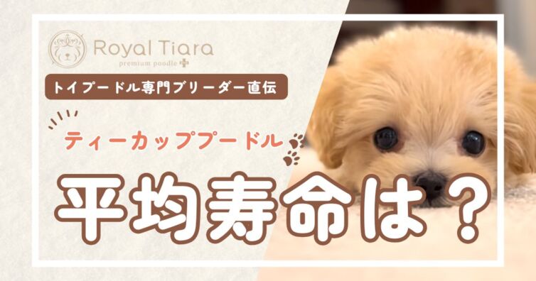 ティーカッププードルの寿命は短い？トイとの違いと長生きのケア6選