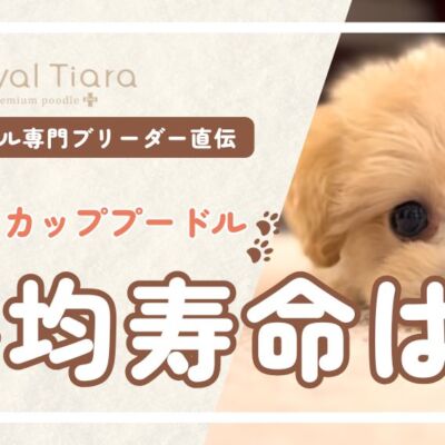 ティーカッププードルの寿命は短い？トイとの違いと長生きのケア6選