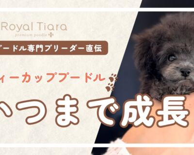 ティーカッププードルの成長はいつまで？体重推移・成長段階ごとの工夫