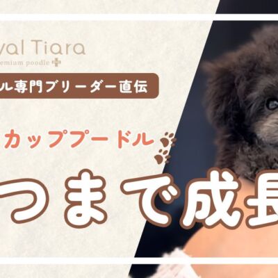 ティーカッププードルの成長はいつまで？体重推移・成長段階ごとの工夫