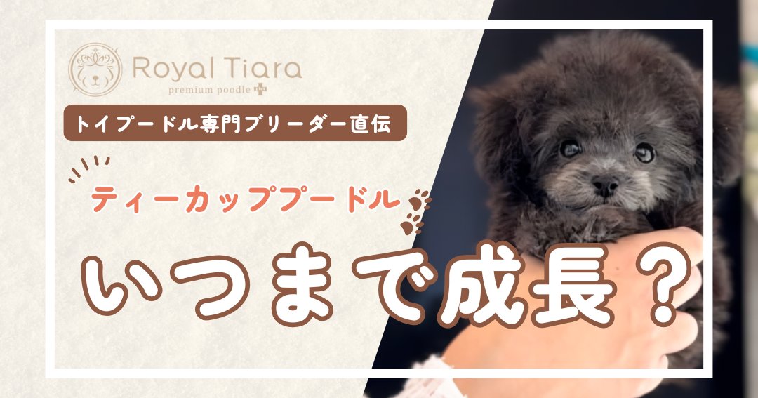 teacup-poodle-growth