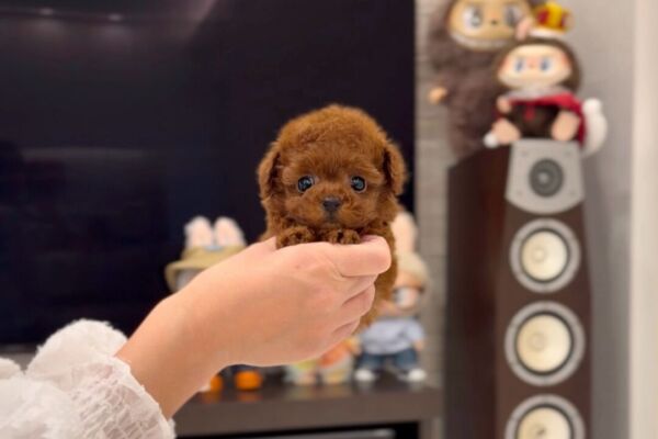 duffy%e3%81%8f%e3%82%93-11-28-1845%e6%9b%b4%e6%96%b0%e2%99%aa-2%e5%8c%b9%e5%90%8c%e6%99%82%e3%81%ae%e3%81%94%e6%88%90%e7%b4%84%e3%81%82%e3%82%8a%e3%81%8c%e3%81%a8