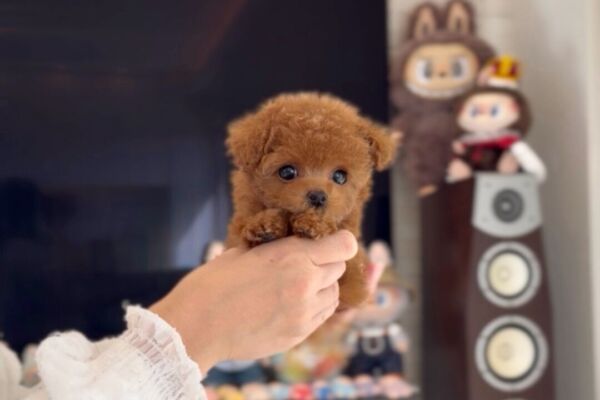 %e3%82%a8%e3%83%ab%e3%82%b5%e3%81%a1%e3%82%83%e3%82%93-11-5-1000%e6%9b%b4%e6%96%b0%e2%99%aa%e6%8e%b2%e8%bc%89%e6%ba%96%e5%82%99%e4%b8%ad%e3%81%ae%e6%8a%95%e7%a8%bf