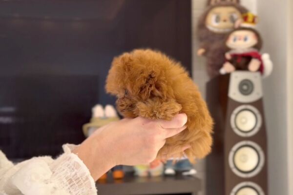 %e3%83%ad%e3%82%a4%e3%83%a4%e3%83%ab%e3%83%97%e3%83%ac%e3%83%9f%e3%82%a2%e3%83%a0%e3%83%97%e3%83%bc%e3%83%89%e3%83%ab-11-29-1400%e6%9b%b4%e6%96%b0%e2%99%aa