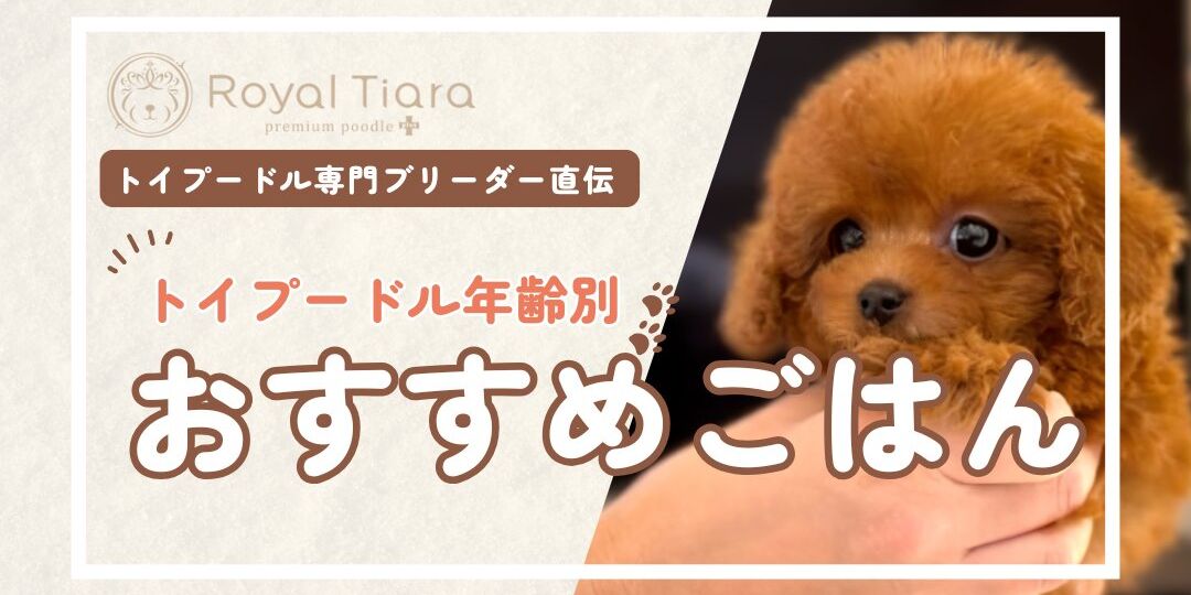 トイプードルのおすすめごはん＆選び方！お迎え前の準備ガイド