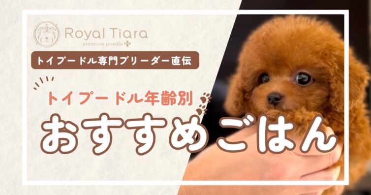 トイプードルのおすすめごはん＆選び方！お迎え前の準備ガイド