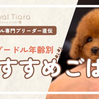 トイプードルのおすすめごはん＆選び方！お迎え前の準備ガイド