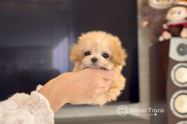 %e3%83%aa%e3%83%bc%e3%83%8a%e3%83%99%e3%83%ab%e3%81%a1%e3%82%83%e3%82%93-12-12-1000%e6%9b%b4%e6%96%b0%e2%99%aa-%e3%81%84%e3%81%a4%e3%82%82%e3%81%94%e4%b8%81