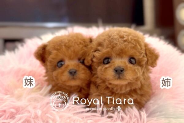 %e6%ac%a1%e3%81%ae%e5%a5%87%e8%b7%a1%e3%81%ae%e3%81%94%e6%a1%88%e5%86%85%e3%81%b8-12-18-2030%e6%9b%b4%e6%96%b0%e2%99%aa-%e9%81%8e%e5%8e%bb%e4%b8%80%e7%95%aa