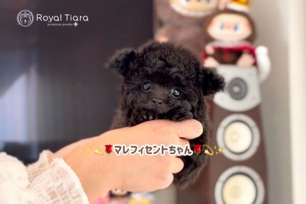 %e3%83%9e%e3%83%ac%e3%83%95%e3%82%a3%e3%82%bb%e3%83%b3%e3%83%88%e3%81%a1%e3%82%83%e3%82%93-1-20-900%e6%9b%b4%e6%96%b0%e2%99%aa-%e3%80%90%e3%81%aa%e3%82%93