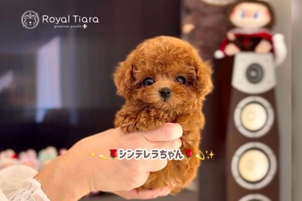 %e3%82%b7%e3%83%b3%e3%83%87%e3%83%ac%e3%83%a9%e3%81%a1%e3%82%83%e3%82%93-1-28-1500%e6%9b%b4%e6%96%b0%e2%99%aa-%e3%80%90%e3%81%aa%e3%82%93%e3%81%a82