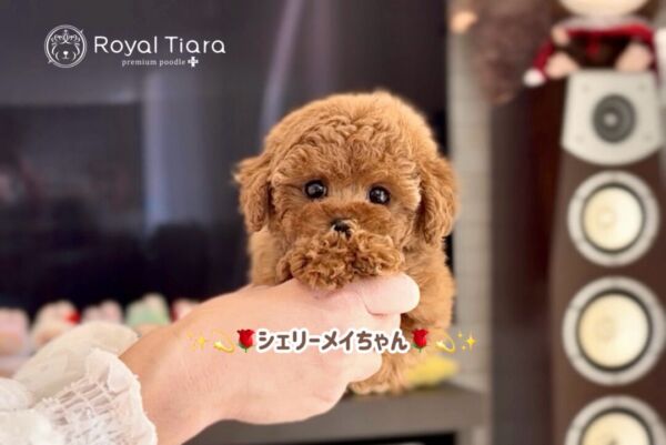 %e3%82%b7%e3%82%a7%e3%83%aa%e3%83%bc%e3%83%a1%e3%82%a4%e3%81%a1%e3%82%83%e3%82%93-1-30-2200%e6%9b%b4%e6%96%b0%e2%99%aa-%e3%81%94%e5%ae%b6%e6%97%8f%e3%81%95