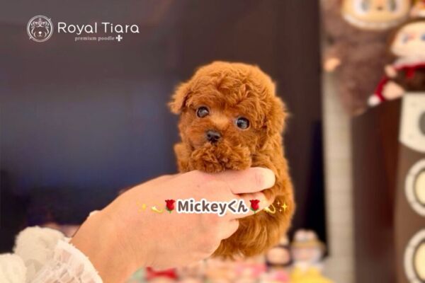 mickey%e3%81%8f%e3%82%93-2-3-1800%e6%9b%b4%e6%96%b0%e2%99%aa-%e3%83%89%e3%83%af%e3%83%bc%e3%83%95%e3%82%bf%e3%82%a4%e3%83%97%e3%81%ae%e4%b8%a1%e8%a6%aa