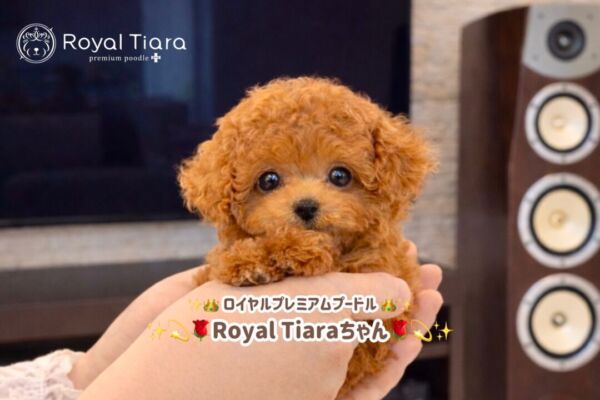 royal-tiara%e3%81%a1%e3%82%83%e3%82%93-4-1-1000%e6%9b%b4%e6%96%b0%e2%99%aa%e3%80%80