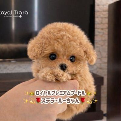 52d38234-e2b7-4722-9cfe-5689beb2b8b2