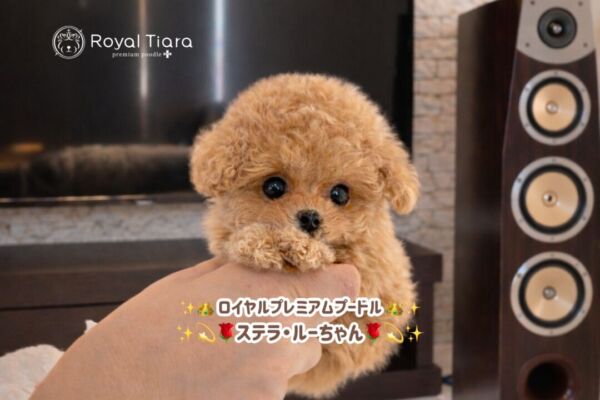 52d38234-e2b7-4722-9cfe-5689beb2b8b2