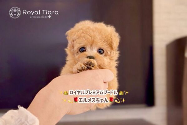 %e3%82%a8%e3%83%ab%e3%83%a1%e3%82%b9%e3%81%a1%e3%82%83%e3%82%93-4-2-1930%e6%9b%b4%e6%96%b0%e2%99%aa%e3%80%80%e3%83%9e%e3%82%a4%e3%82%af%e3%83%ad%e3%82%b5