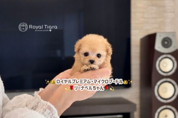 lll