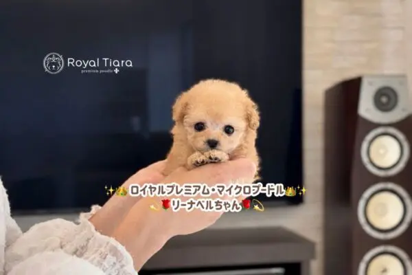 Royal Tiara premium poodle｜とびきり可愛いトイプードル専門ブリーダー