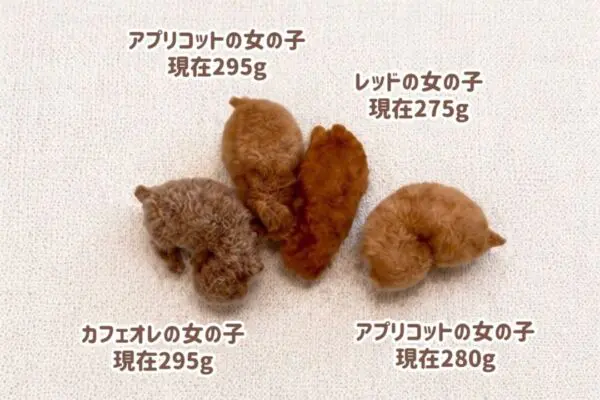 ✨? ㊗ご成約㊗?✨ 7/14 20:00更新♪ 募集開始から2時間ほどで4匹 