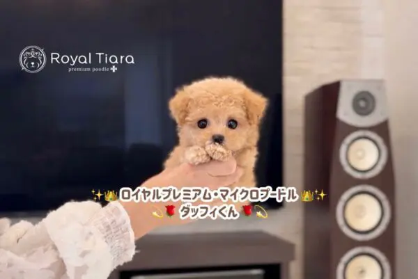 Royal Tiara premium poodle｜とびきり可愛いトイプードル専門ブリーダー