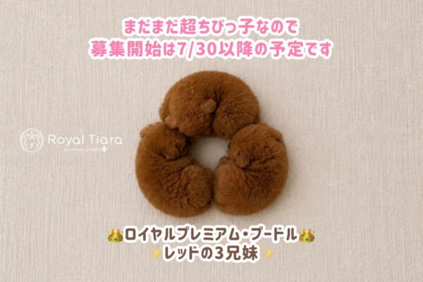 ff841bed-9395-4955-9c54-edd5847722cd