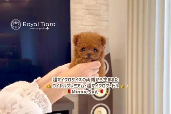 ✨🌹Minnieちゃん🌹✨ 9/29 20:00更新♪ 生後2ヶ月で、なんと体重260g