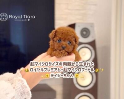 Poodle - Royal Tiara premium poodle｜とびきり可愛いトイプードル